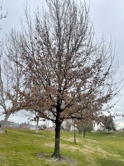 Quercus × carrissoana