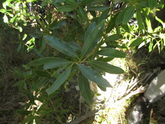 Lithraea brasiliensis