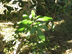 Lithraea brasiliensis