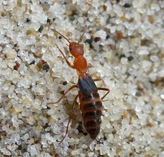 Endeodes basalis