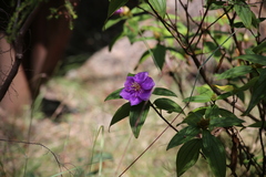 Melastoma