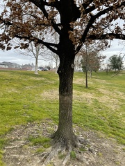 Quercus × carrissoana