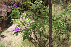 Melastoma