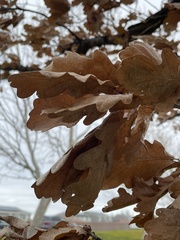 Quercus × carrissoana