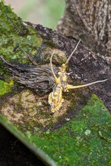 Akanthomyces tuberculatus