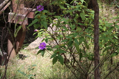 Melastoma