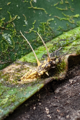 Akanthomyces tuberculatus