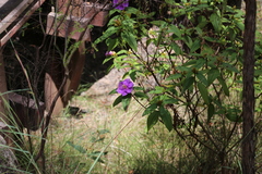 Melastoma