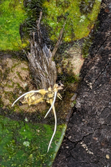 Akanthomyces tuberculatus