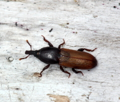 Mesites pallidipennis