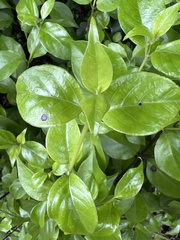 Geniostoma ligustrifolium
