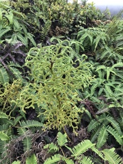 Lycopodiales