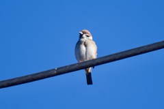 Passer montanus saturatus