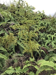 Lycopodiales