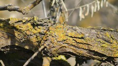 Candelariella rosulans