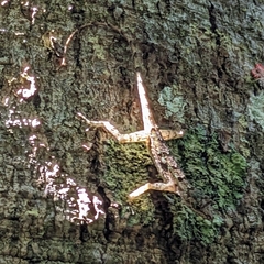 Anolis christophei