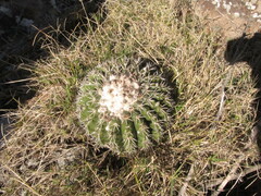 Parodia erinaceus