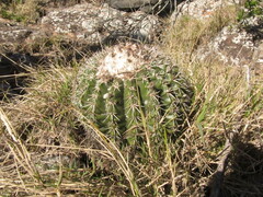 Parodia erinaceus