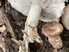 Tricholoma