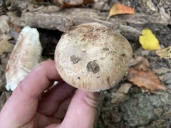 Tricholoma