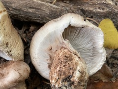 Tricholoma