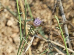 Oligochaeta divaricata