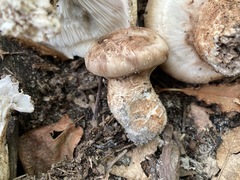 Tricholoma