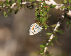 Euphilotes bernardino