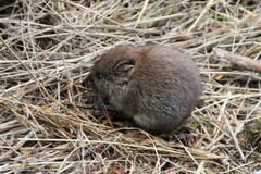 Clethrionomys gapperi