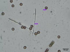 Diderma spumarioides