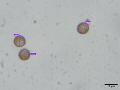 Diderma spumarioides