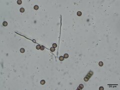 Diderma spumarioides