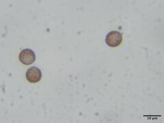 Diderma spumarioides