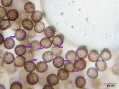 Diderma spumarioides