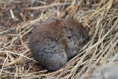 Clethrionomys gapperi