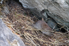 Clethrionomys gapperi