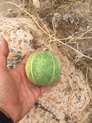 Cucurbita cordata