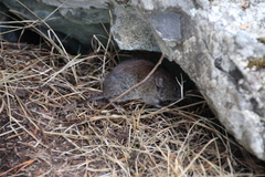 Clethrionomys gapperi