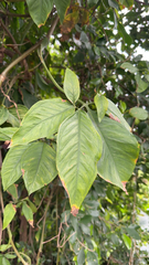 Syngonium podophyllum