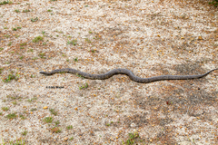 Pseudonaja affinis affinis