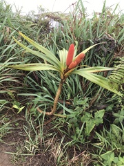 Freycinetia arborea