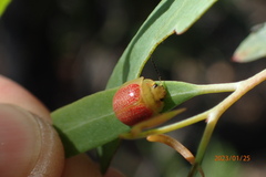 Paropsisterna cloelia