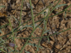 Oligochaeta divaricata