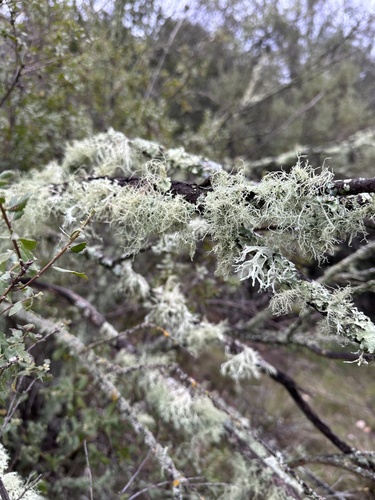iNaturalist observation photo of Oakmoss