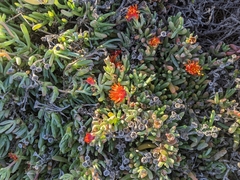Malephora crocea