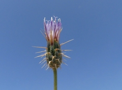 Oligochaeta divaricata