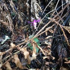 Calypso bulbosa occidentalis