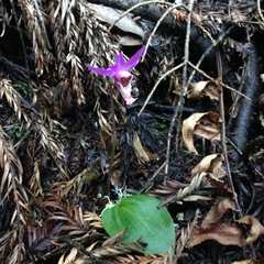 Calypso bulbosa occidentalis
