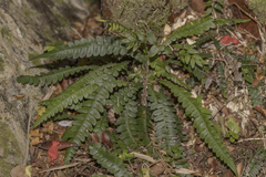 Blechnum mochaenum