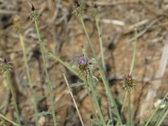 Oligochaeta divaricata